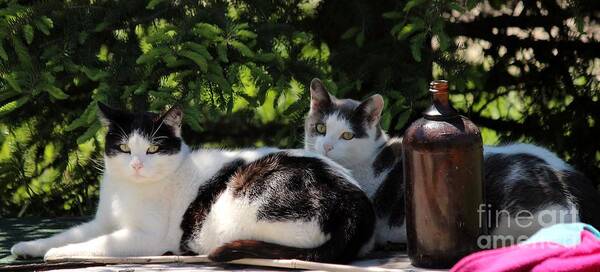 Cats Art Print featuring the photograph Chillin' Brothers by Janice Byer