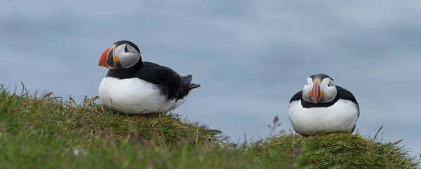 Photography Art Print featuring the photograph Close-up Of Two Atlantic Puffins by Panoramic Images