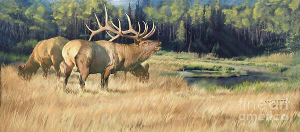 Elk Art Print featuring the painting Meadow Music by Robert Corsetti