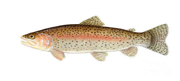 Rainbow Trout Art Print featuring the photograph Rainbow Trout by Carlyn Iverson