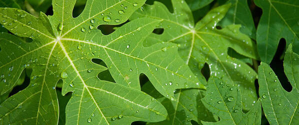 Photography Art Print featuring the photograph Raindrops On Papaya Tree Leaves, La by Panoramic Images