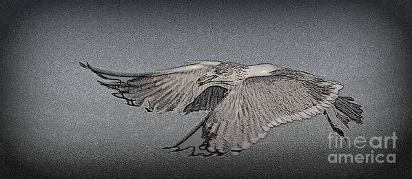 Sea Gull Art Print featuring the photograph Sea Gull by Bren Thompson