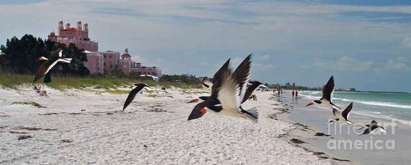 Beach Art Print featuring the photograph Black Skimmers at Don Cesar by George D Gordon III