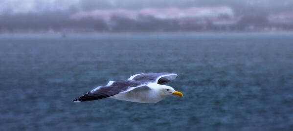 Seagull Art Print featuring the photograph Soar by Joe Ownbey