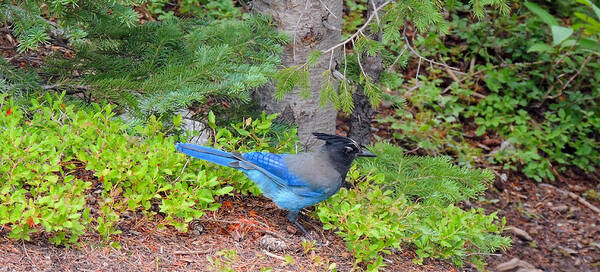 Independence Pass Art Print featuring the photograph Steller's Jay by Steve Anderson