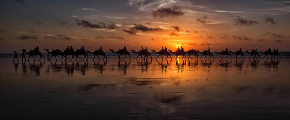 Camel Art Print featuring the photograph Sunset Camel Safari by Louise Wolbers