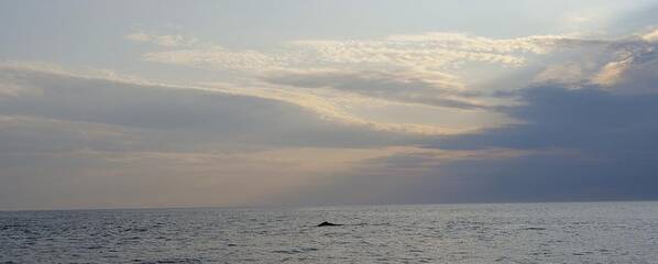 Whale Watch Art Print featuring the photograph Sunset Whale Sighting Maine by Lena Hatch