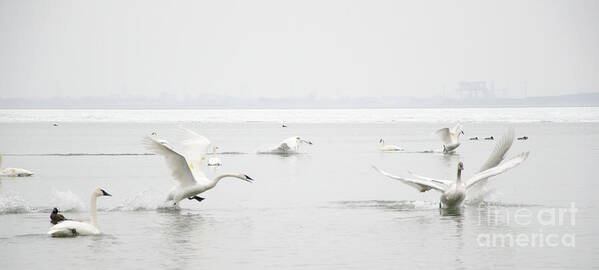 Swan Art Print featuring the photograph Swan Fight by Laurel Best