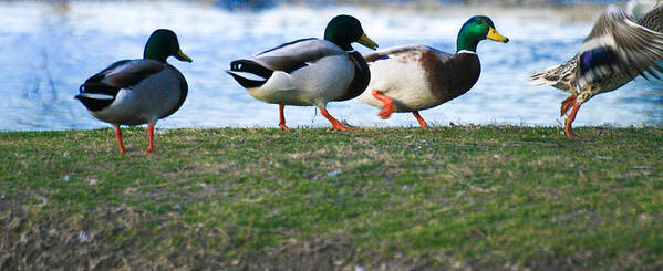 Duck Art Print featuring the photograph Taking Flight by Jeff Mize