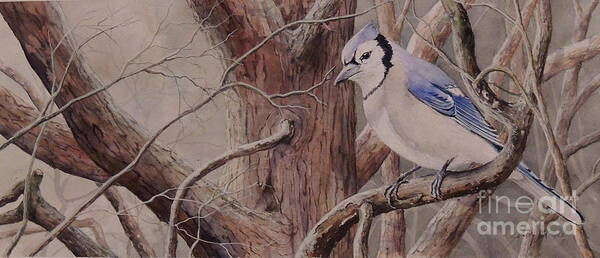 Blue Jay Art Print featuring the painting The Roost sold by Sandy Brindle