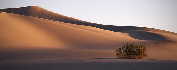 Desert Art Print featuring the photograph Up and Above by Dominique Dubied