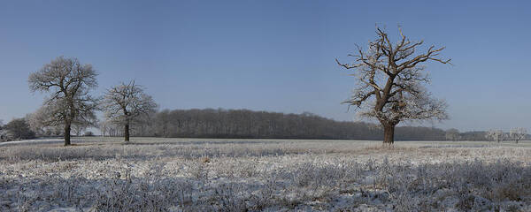 Hoar Frost Art Print featuring the photograph Winter Wonderland by Nick Atkin