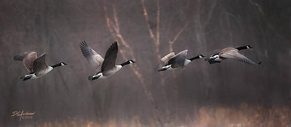Canada Geese Art Print featuring the photograph Foggy morning takeoff by Don Anderson