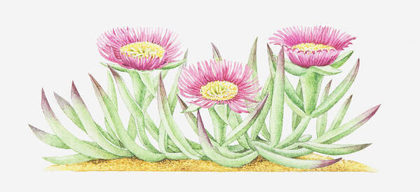 Horizontal Art Print featuring the digital art Illustration Of Carpobrotus Edulis (hottentot Fig), Pink Flowers by Helen Senior