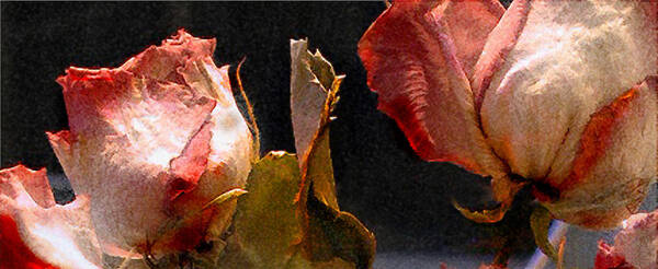  Art Print featuring the photograph Mother's Roses by Marilyn Marchant