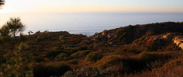 Torrey Pines State Reserve Art Print featuring the photograph Pacific Vista by Laurel Talabere