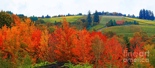 Willamette Valley Farmland Art Print featuring the photograph Panorama of The Red Hills of Dundee Oregon by Margaret Hood