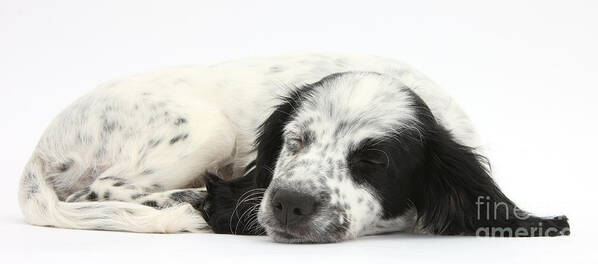 Nature Art Print featuring the photograph Puppy Sleeping by Mark Taylor