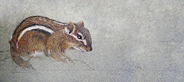 Chipmunk Art Print featuring the drawing Sketch of an Eastern Chipmunk by Leslie M Browning
