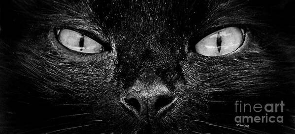 Cat Art Print featuring the photograph Cat's Eyes #1 by Terri Mills