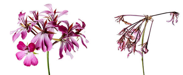 Geranium Flower Art Print featuring the photograph Fading Beauty #1 by Nailia Schwarz