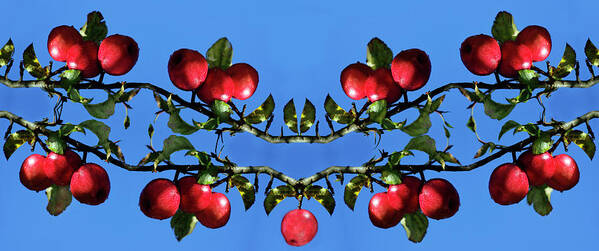 Apples Bramble Art Print featuring the photograph Apples Bramble by Adria Trail
