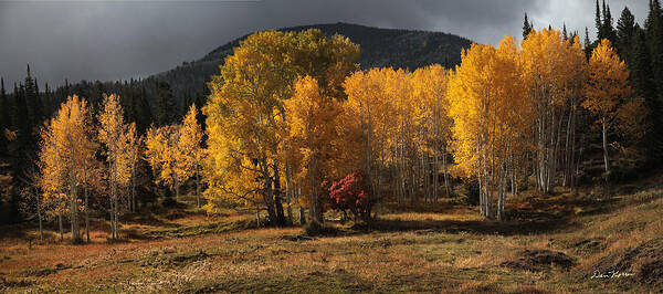 Aspen Art Print featuring the photograph Aspen Glow Panorama by Dan Norris