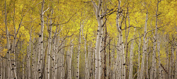Colorado Art Print featuring the photograph Autumn Gold by Jared Perry