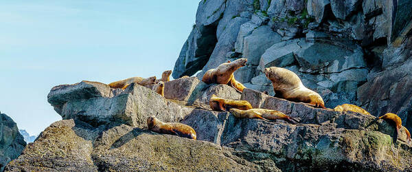Landscape Art Print featuring the photograph Colony of Sea Lions by Kyle Lavey