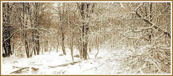 Forest Art Print featuring the photograph Forest Edge with Snow, Winter, Pocono Mountains by A Macarthur Gurmankin