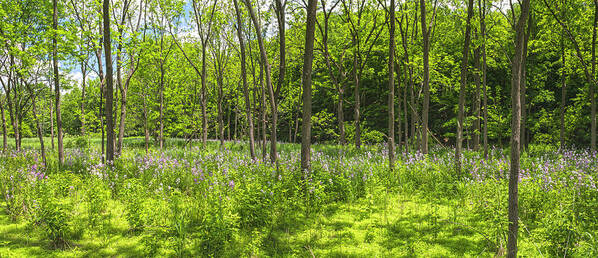 Wildflowers Art Print featuring the photograph Forest Floor Dame's Rocket by Angelo Marcialis