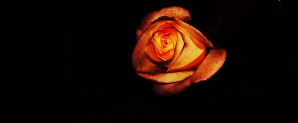 Rose Art Print featuring the photograph glow in the dark-II by Adolfo hector Penas alvarado