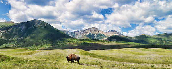 Bison Art Print featuring the photograph I Am Still Here by Allan Van Gasbeck