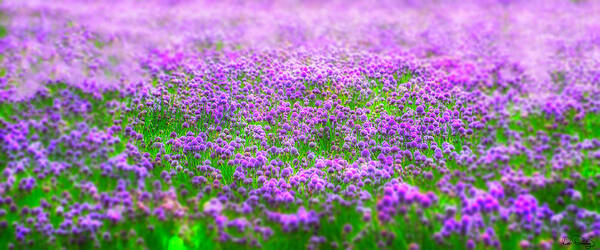 Chives; Field; Soft Focus; Dreamlike; Center Focus; Purple; Pink; Green; Nature; Beautiful; Calming; Zen; Tranquil; Meditative; No One; Nobody; Spa; Peaceful; Quiet; Dreamy Art Print featuring the photograph I Dream by Dee Browning