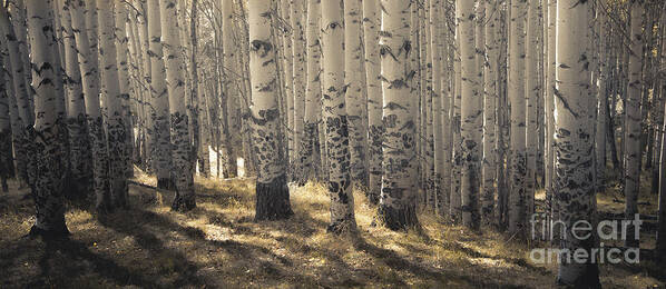 Aspen Woods Art Print featuring the photograph In Dreams Awake by The Forests Edge Photography - Diane Sandoval