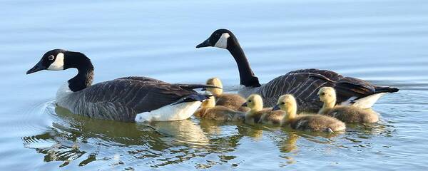 Canada Geese Art Print featuring the photograph Keeping Them Safe by I'ina Van Lawick