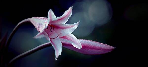 Lily Art Print featuring the photograph Lily by Gary Dow