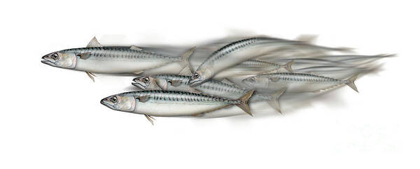 Mackerel Art Print featuring the painting Mackerel school of fish - Scomber - Nautical Art - Seafood Art - Marine Art -Game Fish by Urft Valley Art Matt J G Maassen-Pohlen