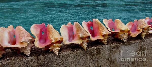 Shell Art Print featuring the photograph Queen Conch by Joseph Mora