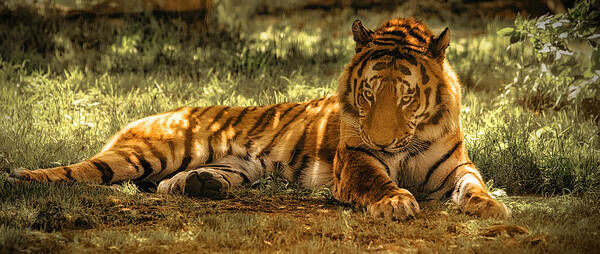 Tiger Art Print featuring the photograph Resting Tiger by Chris Boulton