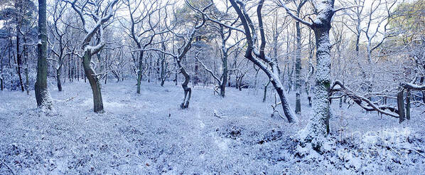 Snowy Art Print featuring the photograph Snowy forest panorama by Warren Photographic