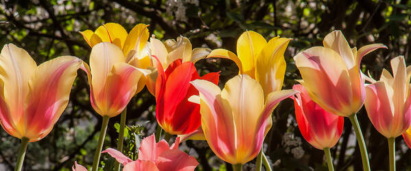 Tulips Art Print featuring the photograph Spring Tuliips by Jim Moore