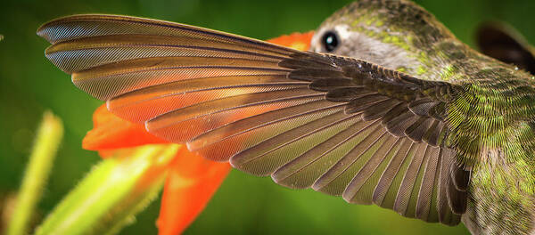 Animal Art Print featuring the photograph The perfect left wing of a hummingbird by William Lee