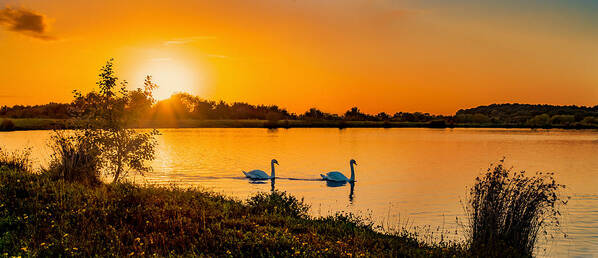 Swan Art Print featuring the photograph Tranquility by Nick Bywater