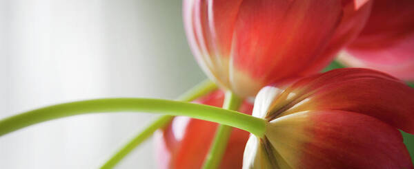 Floral Art Print featuring the photograph Tulips In The Morning by Theresa Tahara