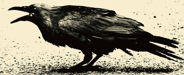 Crow Art Print featuring the photograph Who Calling by J C