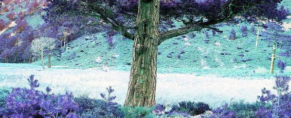Tree Art Print featuring the photograph Wistful by HweeYen Ong