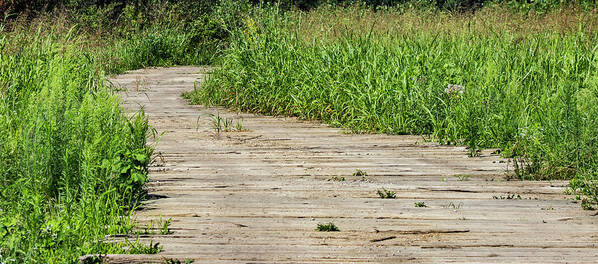 Wood Art Print featuring the photograph Wooden Path by By Way of Karma