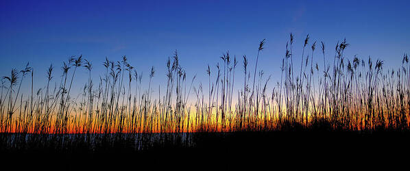 Golden Light Art Print featuring the photograph Marsh Grass Silhouette by Jeff Sinon