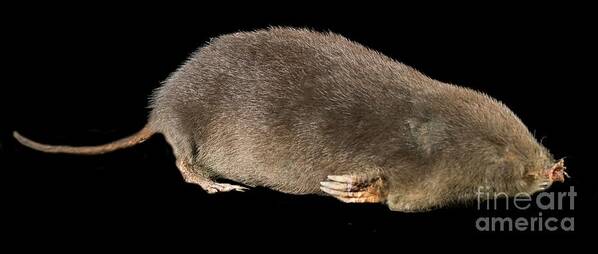Mammal Art Print featuring the photograph Star-nosed Mole by Natural History Museum, London/science Photo Library